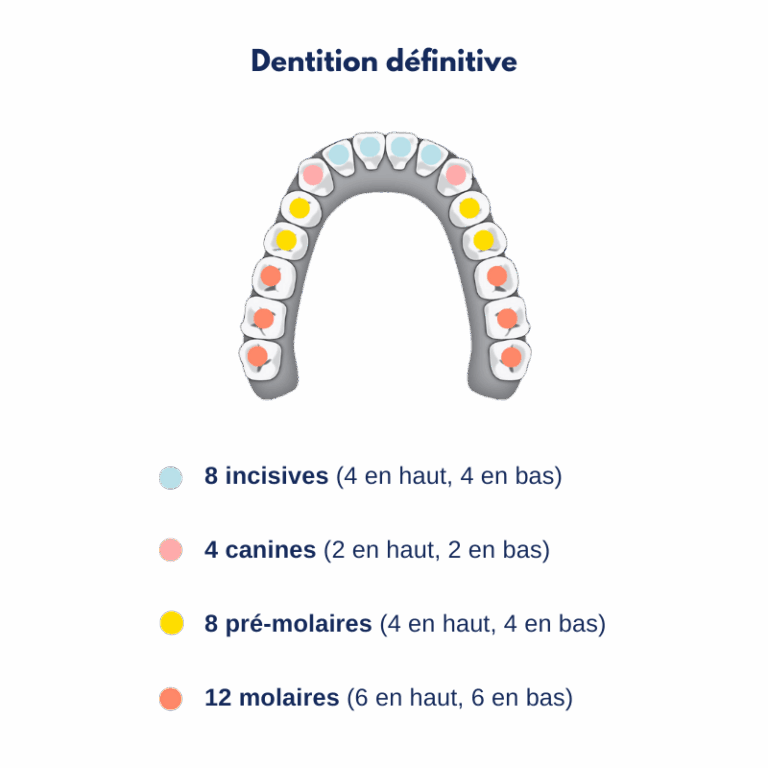 Structure de la bouche et des dents comment ça fonctionne ? P'tit — free download