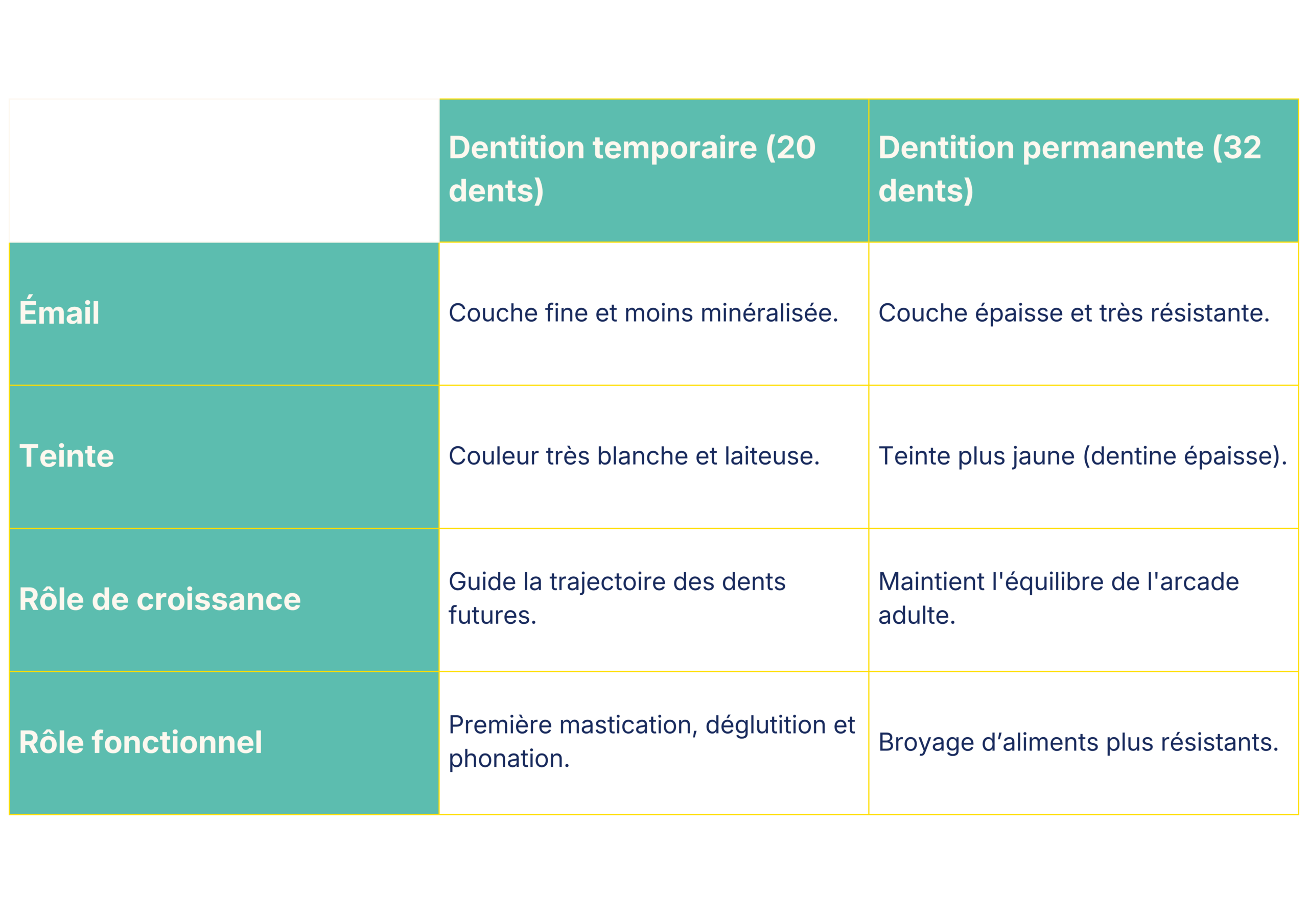 tableau-guide-dent-de-lait-et-définitive